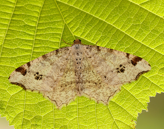 70.211 BF1889 Peacock Moth Macaria notata