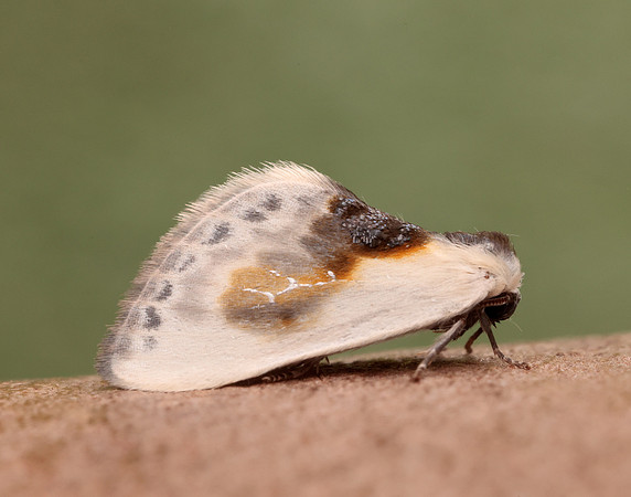65.007 BF1651 Chinese Character Cilix glaucata
