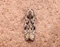 35.151 BF770 Carpatolechia proximella