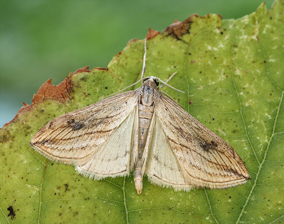 63.057 BF1356 Garden Pebble Evergestis forficalis