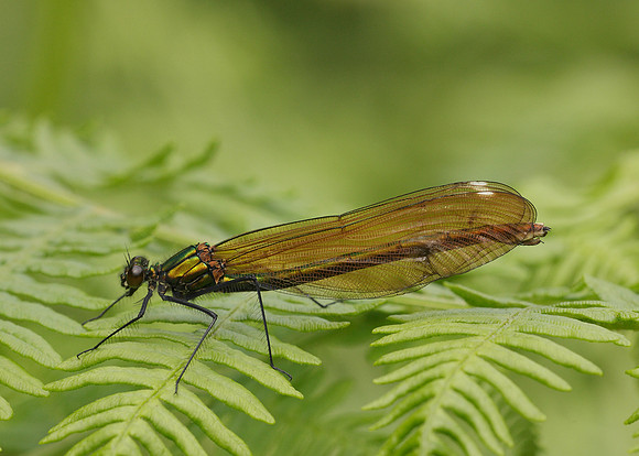 Beautiful Demoiselle Calopteryx virgo