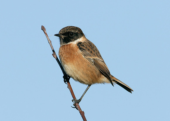 Stonechat Saxicola torquatus