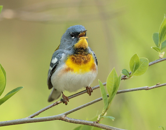 Northern Parula