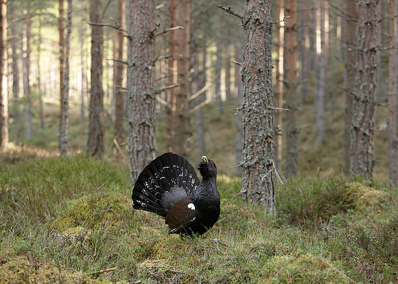 Capercaillie Tetrao urogallus