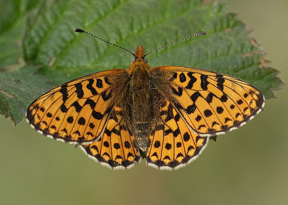 Pearl-Bordered Fritillary Boloria euphrosyne