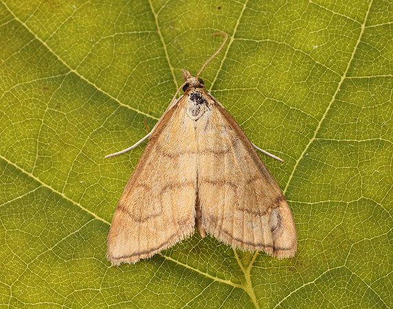 63.022 BF1385 Anania crocealis