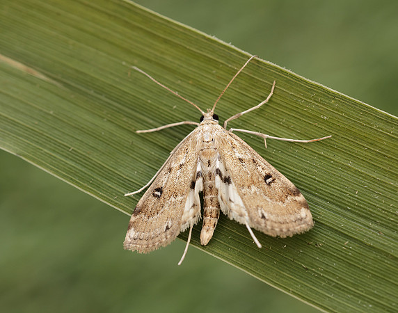 63.117 BF1348 Ringed China-mark Parapoynx stratiotata