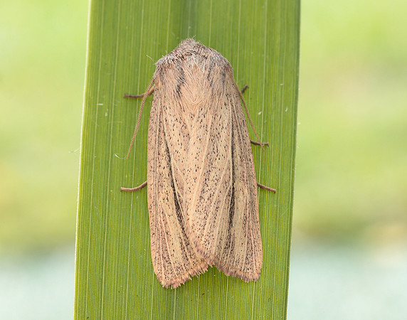 73.289 BF2196 Striped Wainscot Mythimna pudorina