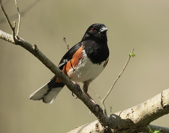 Eastern Towhee Pipilo erythrophthalmus