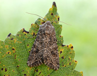 73.255 BF2145 The Nutmeg Anarta trifolii