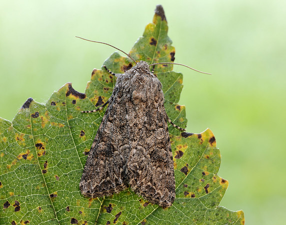 73.255 BF2145 The Nutmeg Anarta trifolii
