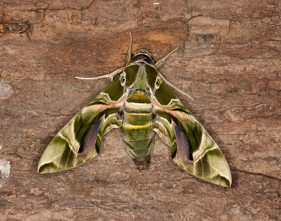 69.011 BF1985 Oleander Hawk-moth Daphnis nerii