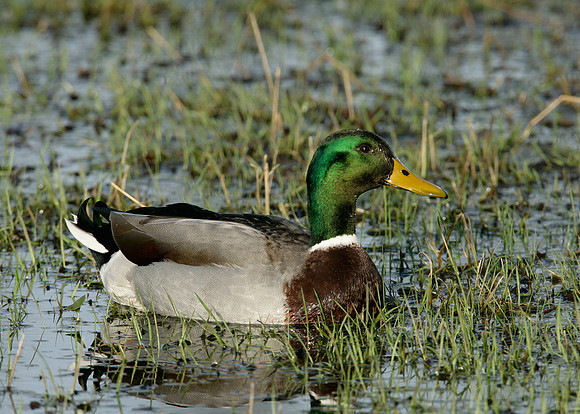 Mallard Anas platyrhynchos