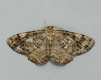 70.264 BF1940 Satin Beauty Deileptenia ribeata