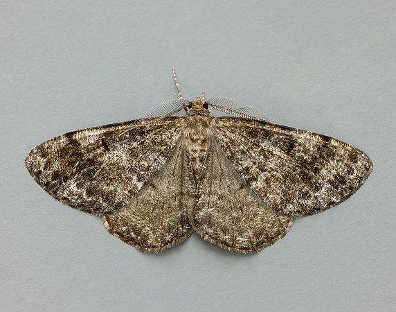 70.264 BF1940 Satin Beauty Deileptenia ribeata
