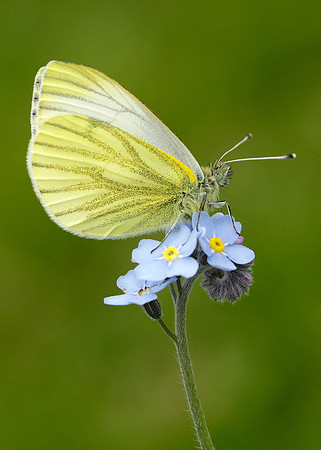 Green-veined White Pieris napi