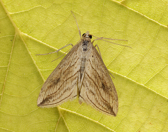 63.057 BF1356 Garden Pebble Evergestis forficalis