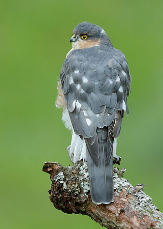 Sparrowhawk Accipiter nisus