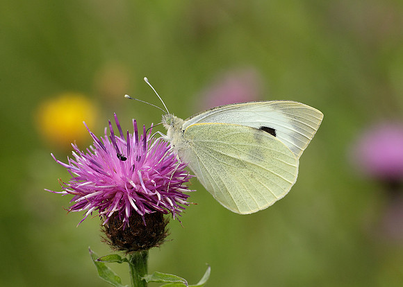 Large White Pieris brassicae
