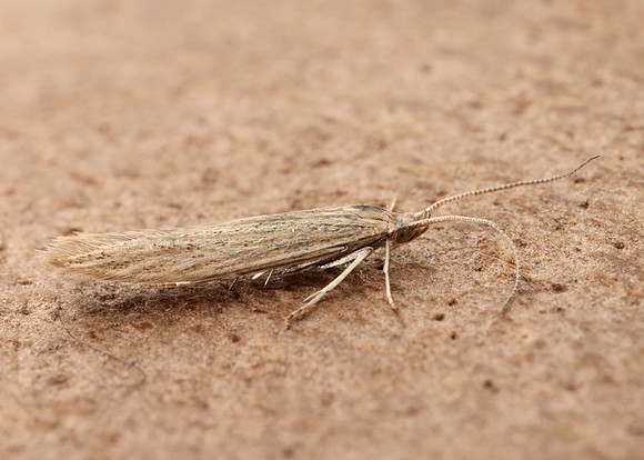 37.104 BF567 Coleophora adspersella