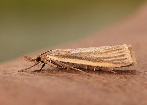 63.088 BF1302 Crambus perlella