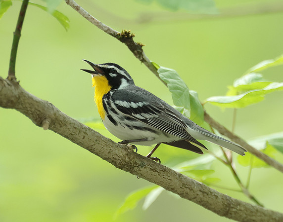 Yellow-throated Warbler  Setophaga dominica