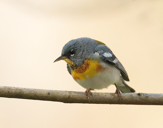 Northern Parula