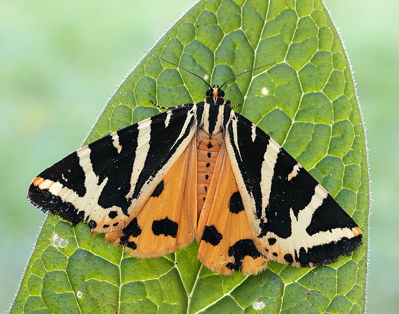 72.030 BF2067 Jersey Tiger Euplagia quadripunctaria