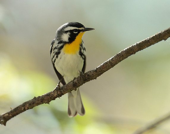 Yellow-throated Warbler  Setophaga dominica