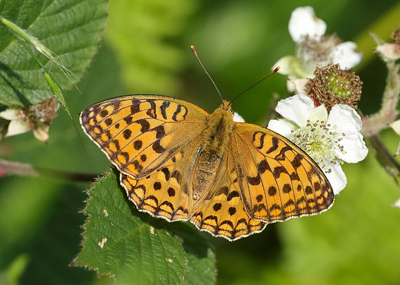 High Brown Fritillary Argynnis adippe