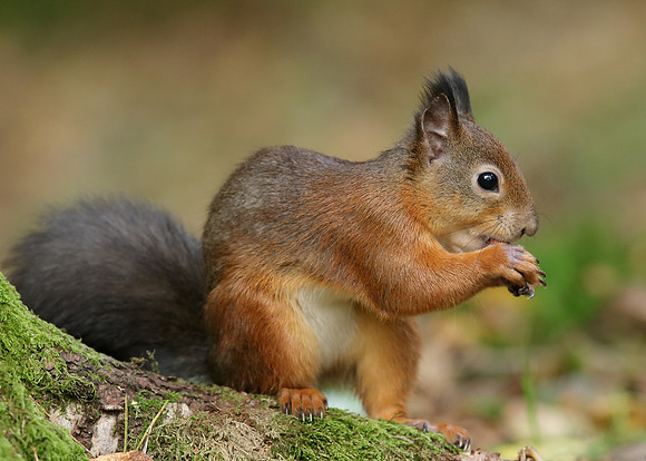 Red Squirrel Sciurus vulgaris