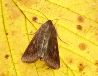 73.076 BF2400 Scarce Bordered Straw Helicoverpa armigera