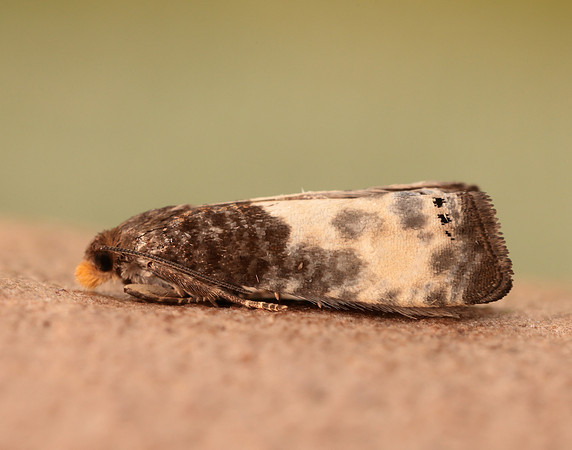 49.292 BF1174 Notocelia cynosbatella