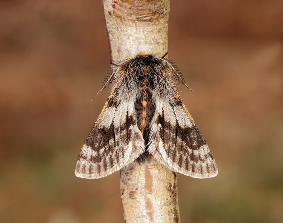 70.249 BF1929 Rannoch Brindled Beauty Lycia lapponaria