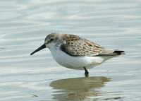 Western Sandpiper Calidris maura