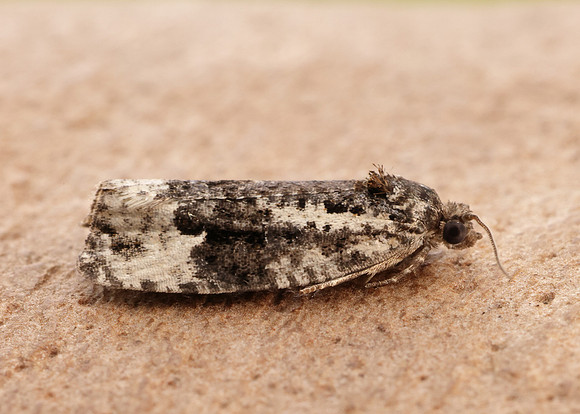 49.149 BF1092 Apotomis turbidana
