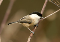 Willow Tit Poecile montanus