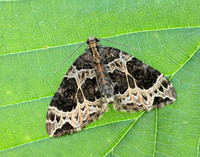 70.094 BF1759 Small Phoenix Ecliptopera silaceata