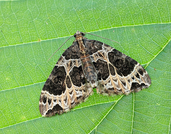 70.094 BF1759 Small Phoenix Ecliptopera silaceata