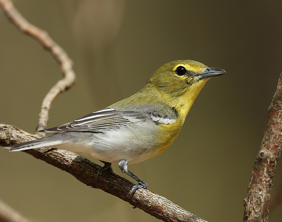 Yellow-throated Vireo Vireo flavifrons
