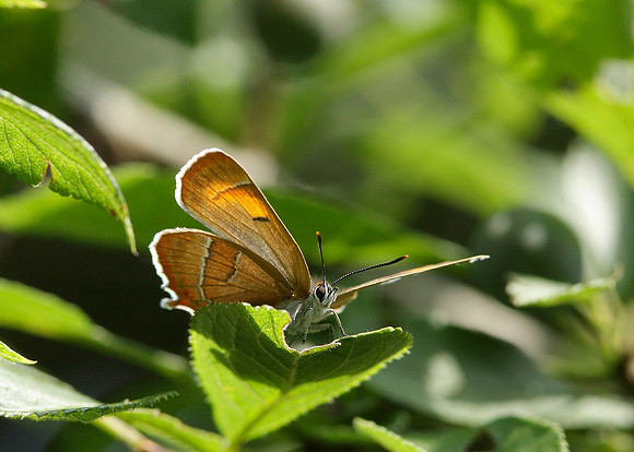 Brown Hairstreak Thecla betulae