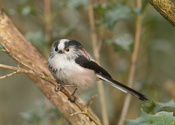 Long-tailed Tit Aegithalos caudatus