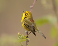 Prairie Warbler Setophaga discolor