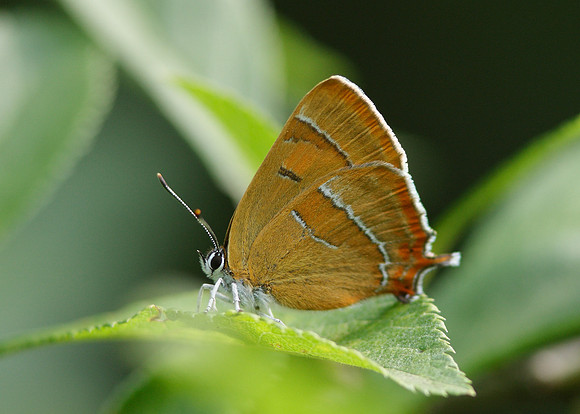 Brown Hairstreak Thecla betulae