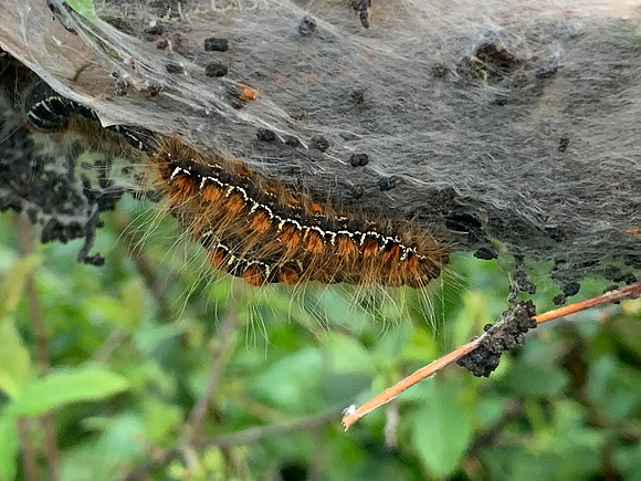 66.005 BF1633 Small Eggar Eriogaster lanestris