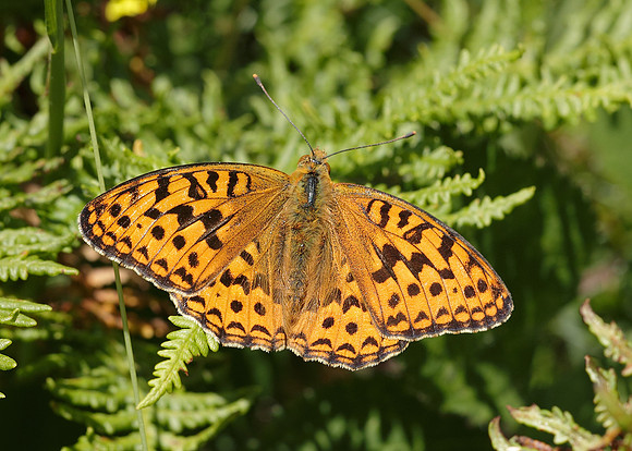 High Brown Fritillary Argynnis adippe