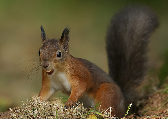 Red Squirrel Sciurus vulgaris