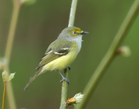 White-eyed Vireo Vireo griseus