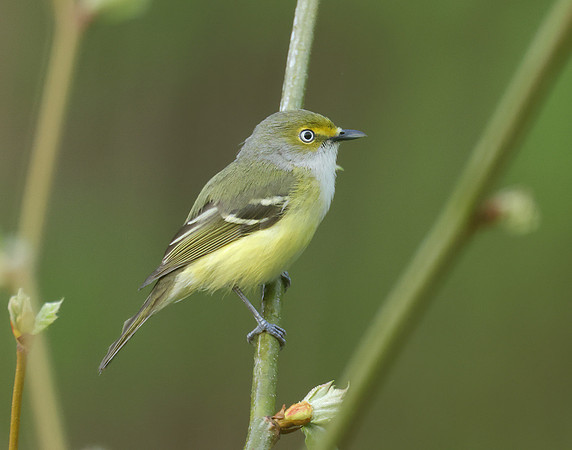 White-eyed Vireo Vireo griseus