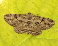 70.258 BF1937 Willow Beauty Peribatodes rhomboidaria